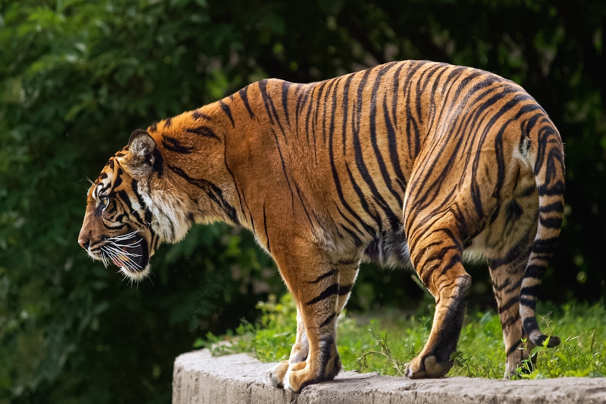 Discover the Majestic Tigers