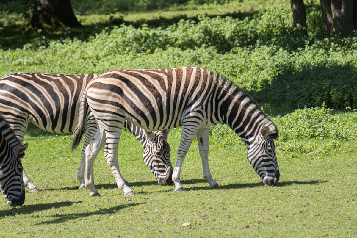 Family Fun at Chattbir Zoo